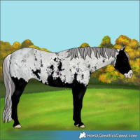 Horse Color:Grullo Ice Sabino Splash Appaloosa 