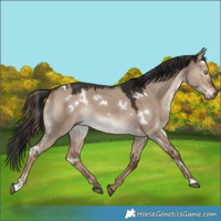 Horse Color:White Spotted Liver Red Dun 