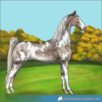 Horse Color:White Spotted Liver Red Dun Mushroom Sabino Rabicano Brindle 