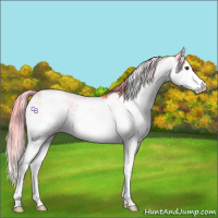 Horse Color:Watercolor Chocolate Palomino Mushroom Sabino 