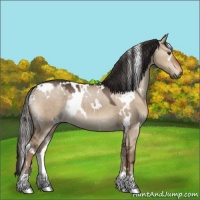 Horse Color:White Spotted Liver Red Dun Rabicano 