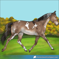 Horse Color:White Spotted Liver Red Dun Rabicano 