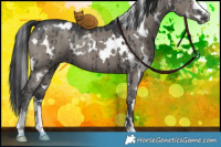Horse Color:White Spotted Grullo Sabino Brindle 