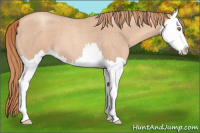 Horse Color:Gold Champagne Roan Splash 
