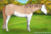 Horse Color:Gold Champagne Roan Splash Appaloosa