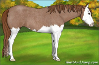 Horse Color:Red Roan Splash
