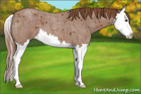 Horse Color:Red Roan Splash