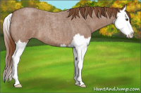 Horse Color:Red Roan Splash 
