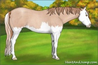 Horse Color:Gold Champagne Roan Splash 