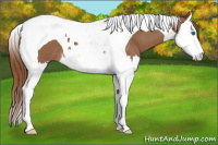 Horse Color:Red Roan Splash Tobiano 