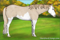 Horse Color:Red Dun Roan Splash