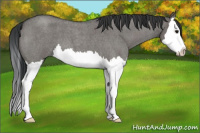 Horse Color:Grullo Roan Splash 