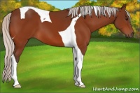 Horse Color:Silver Bay Tobiano