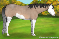 Horse Color:Brown Roan Dun Splash 