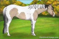 Horse Color:Brown Dun Tobiano 