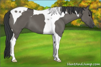 Horse Color:Grullo Tobiano