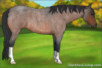 Horse Color:Bay Roan