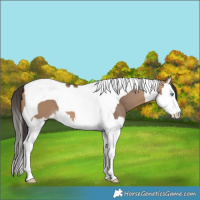Horse Color:Bay Dun Splash Tobiano 