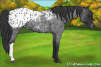 Horse Color:Blue Roan Appaloosa 