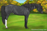 Horse Color:Blue Roan Appaloosa