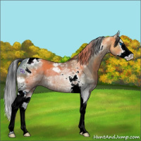 Horse Color:Brown Ice Splash Tobiano 