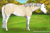Horse Color:Silver Bay Pearl Dun Splash 