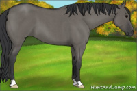 Horse Color:Grullo Roan