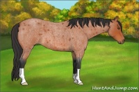 Horse Color:Bay Roan 
