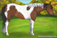 Horse Color:Bay Tobiano 