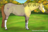 Horse Color:White Spotted Liver Red Dun Brindle 