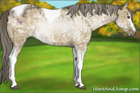 Horse Color:White Spotted Chocolate Palomino Ice Dun Mushroom Tobiano Brindle 
