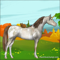 Horse Color:White Spotted Liver Red Dun Pearl Rabicano 