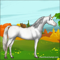 Horse Color:Gray White Spotted Liver Red Dun Pearl Mushroom Brindle 
