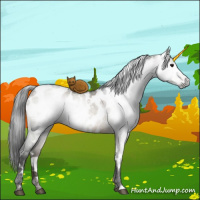 Horse Color:Gray White Spotted Brown Ice Dun Appaloosa 