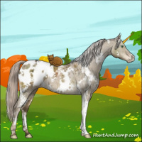 Horse Color:White Spotted Chocolate Palomino Dun Mushroom Blanket Brindle 