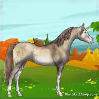 Horse Color:Gray Chocolate Palomino Ice Pearl Onyx Mushroom Sabino 