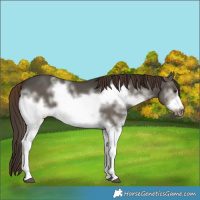 Horse Color:White Spotted Liver Red Dun Sabino Frame Rabicano 