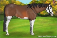 Horse Color:Bay Splash 