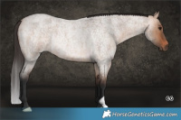 Horse Color:Bay Roan Dun Rabicano Brindle 