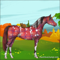 Horse Color:Plaid  White Spotted Brown Dun Rabicano Brindle 