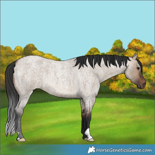 Horse Color:Brown Roan Dun Brindle 