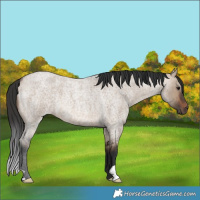 Horse Color:Brown Roan Dun Brindle 