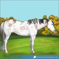 Horse Color:White Spotted Bay Dun Splash 