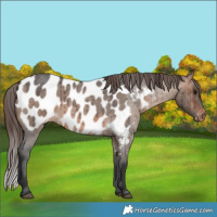 Horse Color:Brown Roan Dun Appaloosa Brindle 