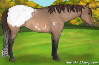 Horse Color:Bay Roan Dun Appaloosa Brindle 