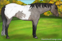 Horse Color:Brown Roan Dun Appaloosa Brindle 