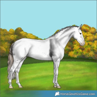 Horse Color:Grullo Ice Tobiano Appaloosa 