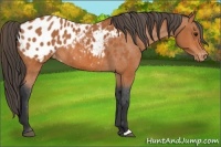 Horse Color:Unknown 