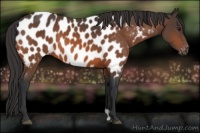 Horse Color:Brown Appaloosa 