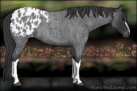 Horse Color:Blue Roan Appaloosa 